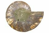 Cut & Polished Ammonite Fossil (Half) - Madagascar #345619-1